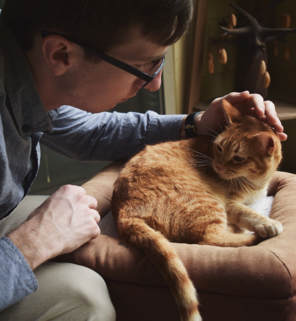 etudes veterinaires belgique